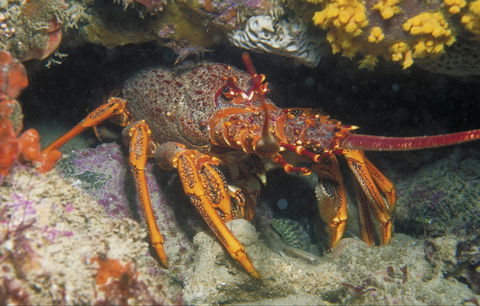 Eagle Rock Marine Sanctuary - Attractions 1