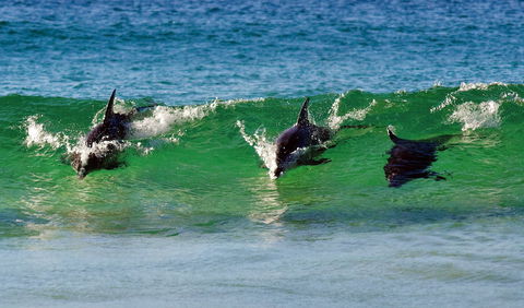 Eurobodalla - Attractions 1