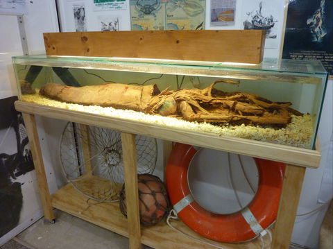 George The Giant Squid Display, Wallaroo - Attractions 1