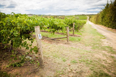 Grove Estate Wines - Attractions 0