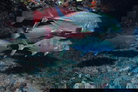 Hiros Cave and The Tubes