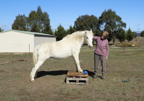 Horses Teaching Humans - Attractions 1