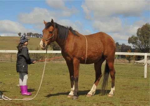 Horses Teaching Humans - Attractions 2