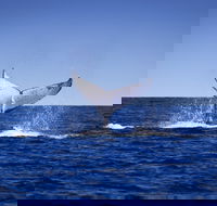 Humpback Whales - Attractions
