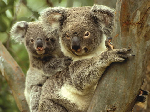 Koalas In Gunnedah - Attractions 0