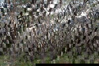 Lookout Hill  Circuit Walk