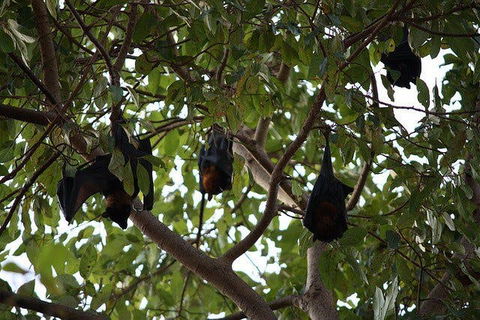 Manngarre Rainforest Walk - Attractions 0