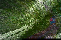 Morisset