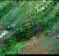 Mount Cougal Springbrook National Park - Attractions