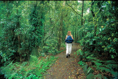 Mount Cougal, Springbrook National Park - Attractions 0