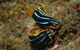 Mudjimba (Old Woman) Island Dive Site - thumb 1