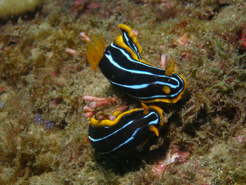 Mudjimba (Old Woman) Island Dive Site - Attractions 1