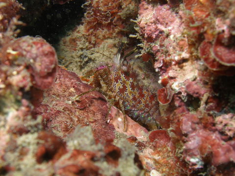 Mudjimba (Old Woman) Island Dive Site - Attractions 2