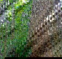 Murray Scrub walking track - Attractions