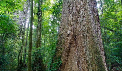 Murray Scrub Walking Track - Attractions 0