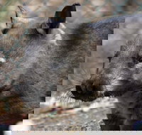 Peel Zoo - Attractions