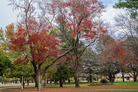 Queanbeyan Central Park - Attractions 1