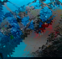 Severance Shipwreck Dive Site - Attractions