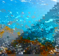 Snorkelling McKenzies Beach - Attractions