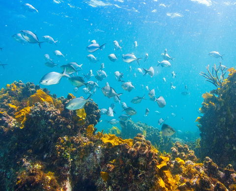 Snorkelling McKenzies Beach - Attractions 0