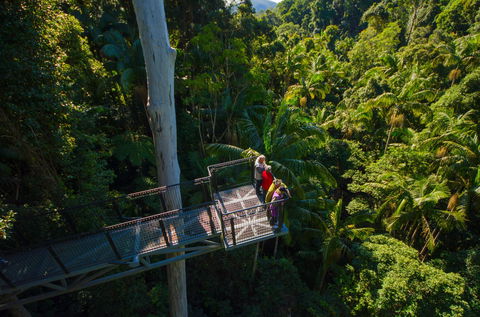 Tamborine Rainforest Skywalk - Attractions 1