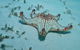 The Pines Dive Site - thumb 0