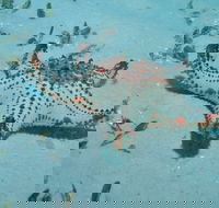 The Pines Dive Site - Attractions