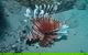 The Pines Dive Site - thumb 1