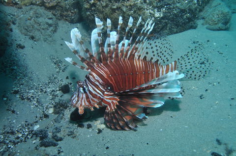 The Pines Dive Site - Attractions 1