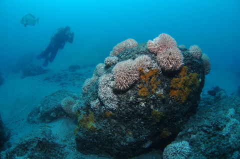 The Pines Dive Site - Attractions 2