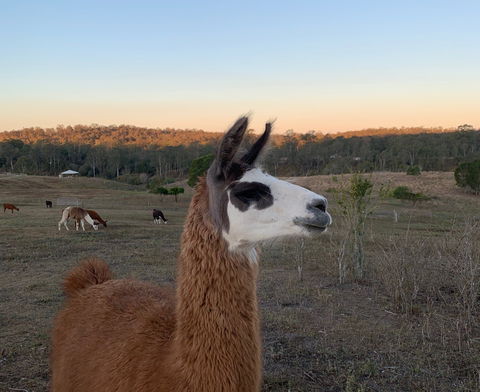 The Llama Farm - Attractions 0