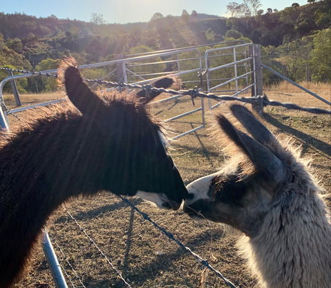 The Llama Farm - Attractions 1