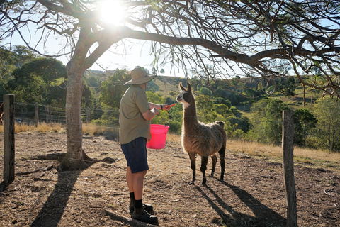 The Llama Farm - Attractions 2