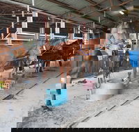 The Equine Club - Attractions