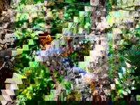 TreeTop Challenge Currumbin Wildlife Sanctuary