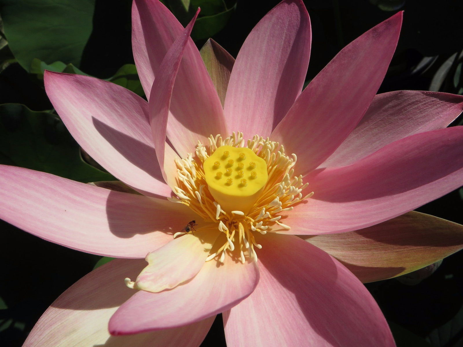 Mulbring NSW Attractions Las Vegas