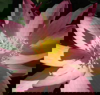 Wallis Creek Water Garden - Attractions Las Vegas