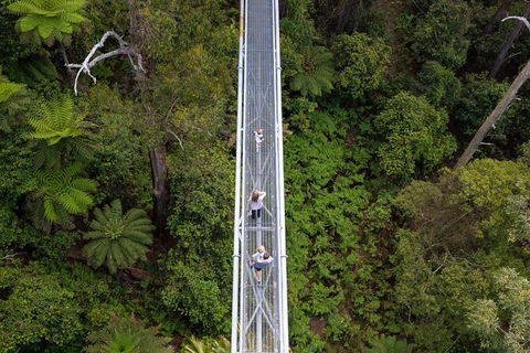 Illawarra Fly Treetop Adventures Treetop Walk Admission Ticket - See Attractions 4