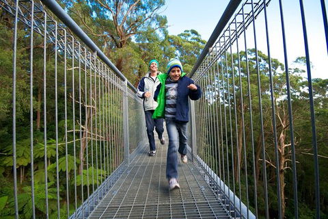 Illawarra Fly Treetop Adventures Treetop Walk Admission Ticket - See Attractions 7