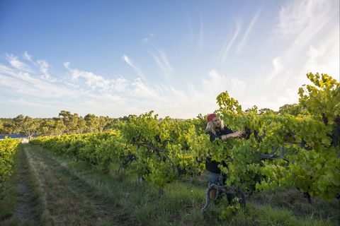 Mclaren Vale - Attractions 0