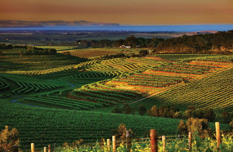 Mclaren Vale - Attractions 1