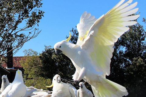 Half Day Manly Beach And More - Attractions 1