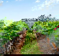 Tintilla Estate Wine Tasting with a Meat and Cheese Platter - Attractions