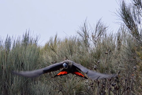 Ultimate Blue Mountains And Wildlife Tour - Attractions 1