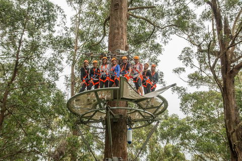 Illawarra Fly Treetop Adventures Admission Including Zipline Tour - See Attractions 4
