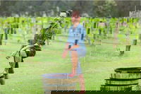 Hunter Valley Grape Stomping