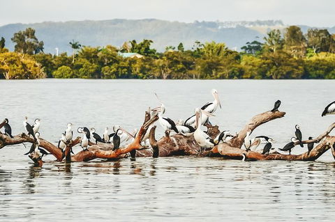 Sunset River Cruise Near Byron Bay - Attractions 27