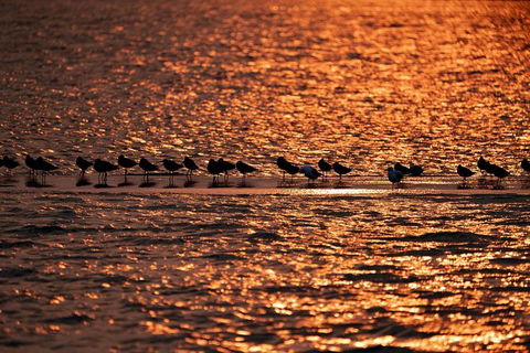 Sunset River Cruise Near Byron Bay - Attractions 25