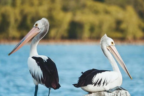 Sunset River Cruise Near Byron Bay - Attractions 13
