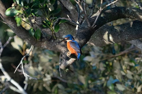Sunset River Cruise Near Byron Bay - Attractions 6